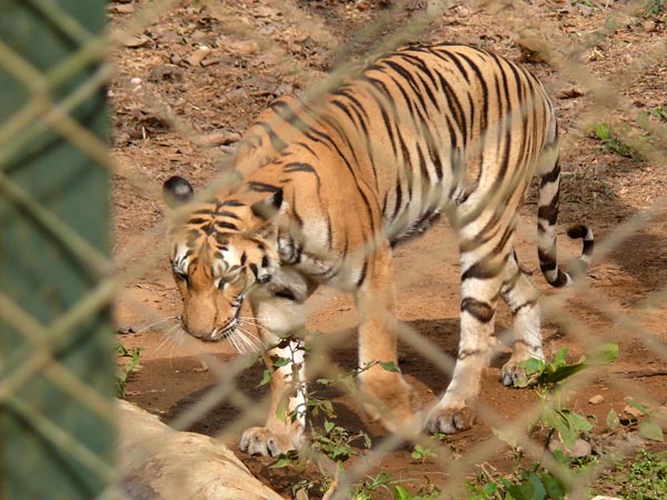 Save the Tiger