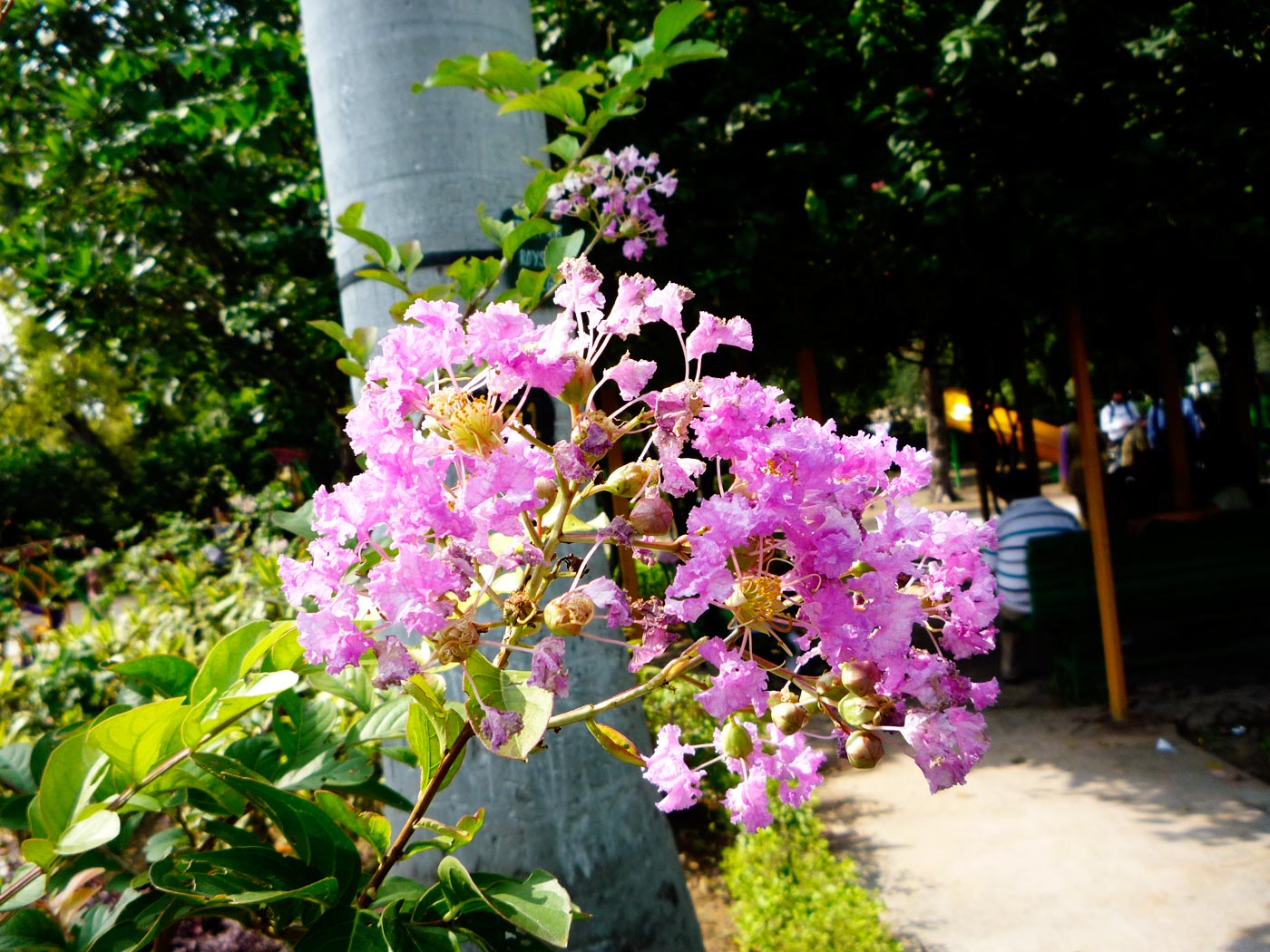 A Day out at Children's Park